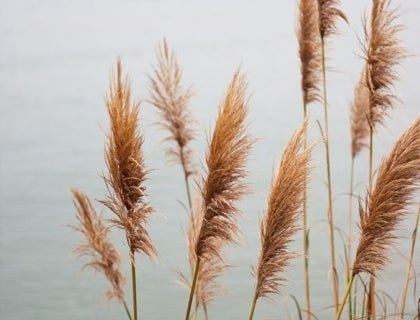 Vanchai