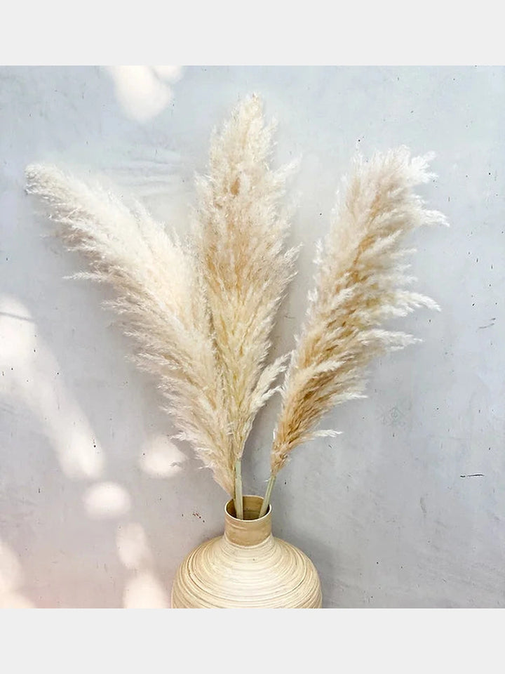 Off White Natural Pampas | 5 Stems