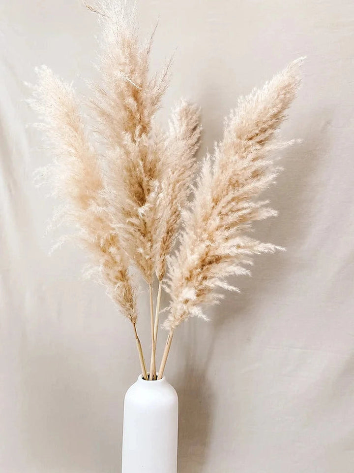 Off White Natural Pampas | 5 Stems