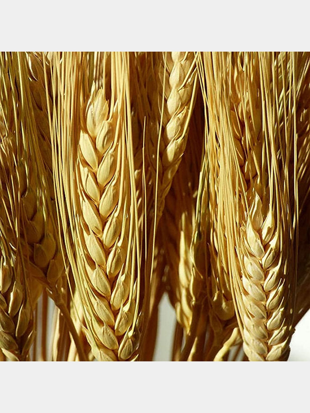 Bunch Rustic Wheat Sheaves |25 Stems