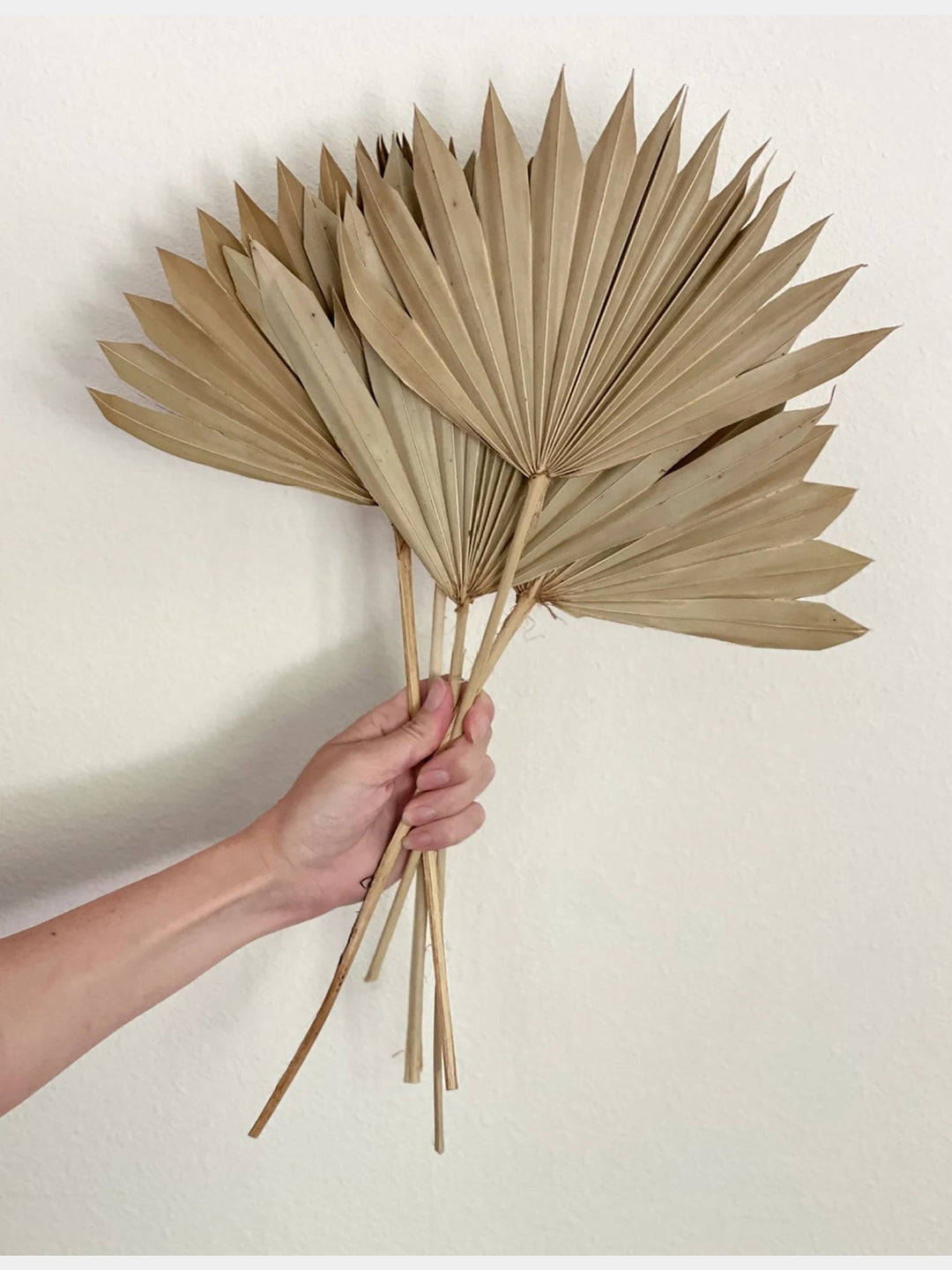 Natural Palm Leaf 15 | Set of 10