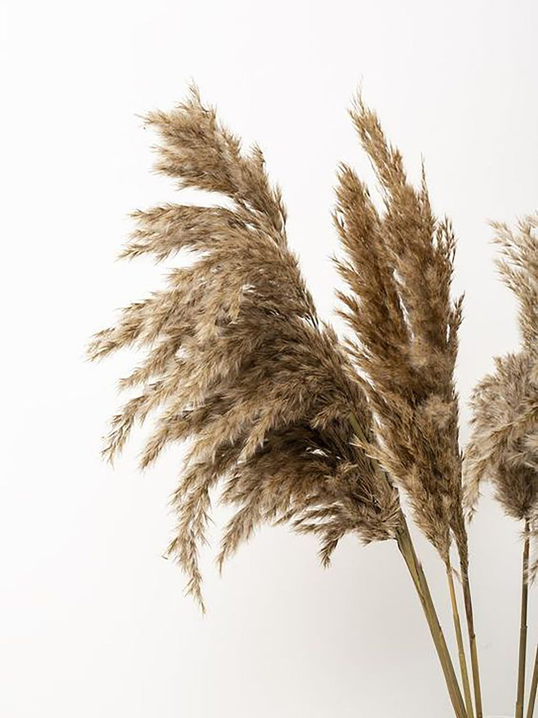 Fluffy Pampas Grass | 55cm Natural Colour | 10 Stems | Dried Flowers Vanchai