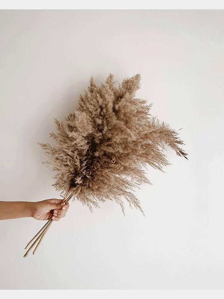 Fluffy Pampas Grass | 55cm Natural Colour | 10 Stems | Dried Flowers Vanchai