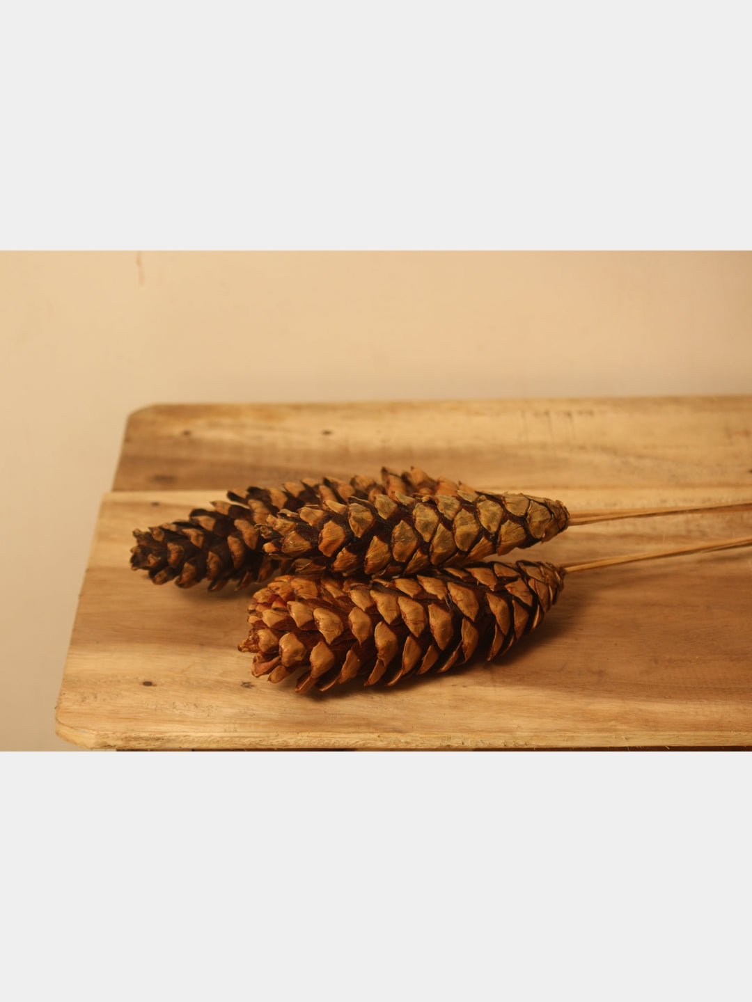 Natural Pine Cones Tall- 27'' | Set of 4