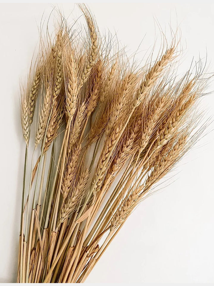 Bunch Rustic Wheat Sheaves |25 Stems Vanchai