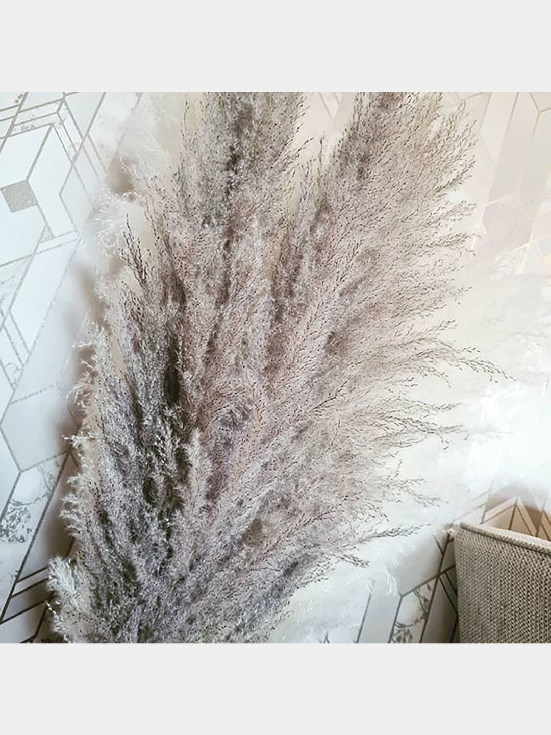 Grey Pampas Grass Stems, Tall Pampas Grass | Dry Flora