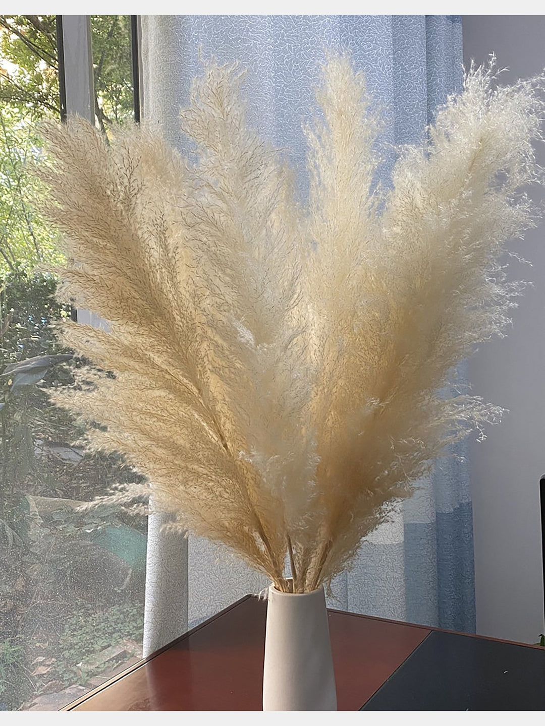 Off White Natural Pampas | 5 Stems