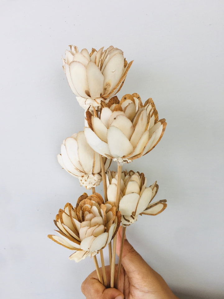 Almond Sola Flower | 5pcs