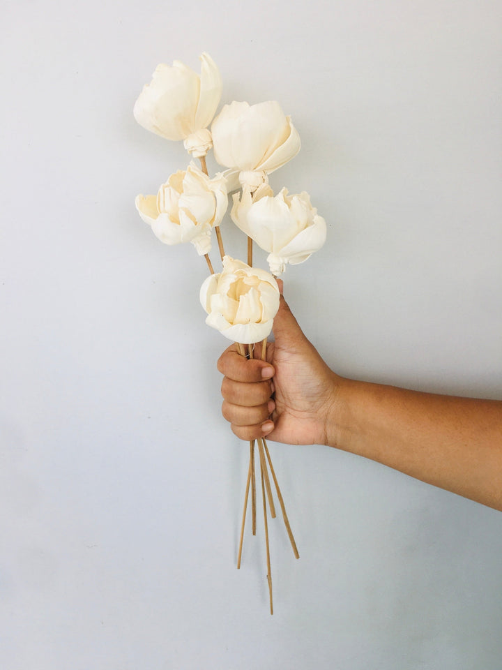 Tree Peony Sola Flower | 5pcs