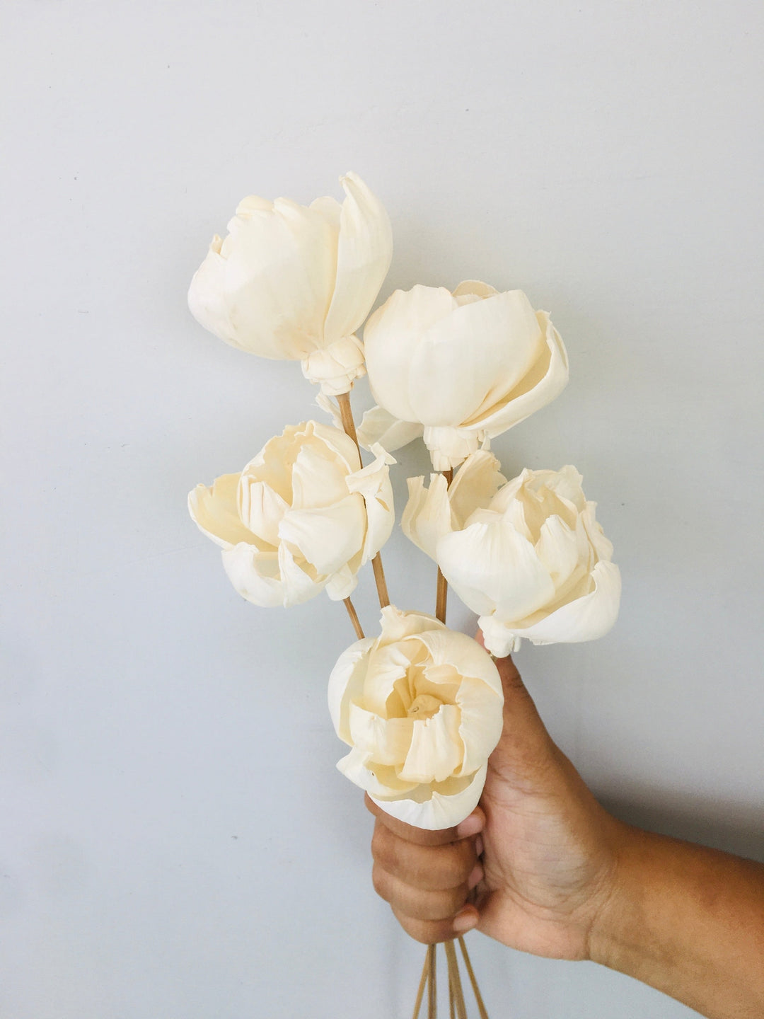 Tree Peony Sola Flower | 5pcs