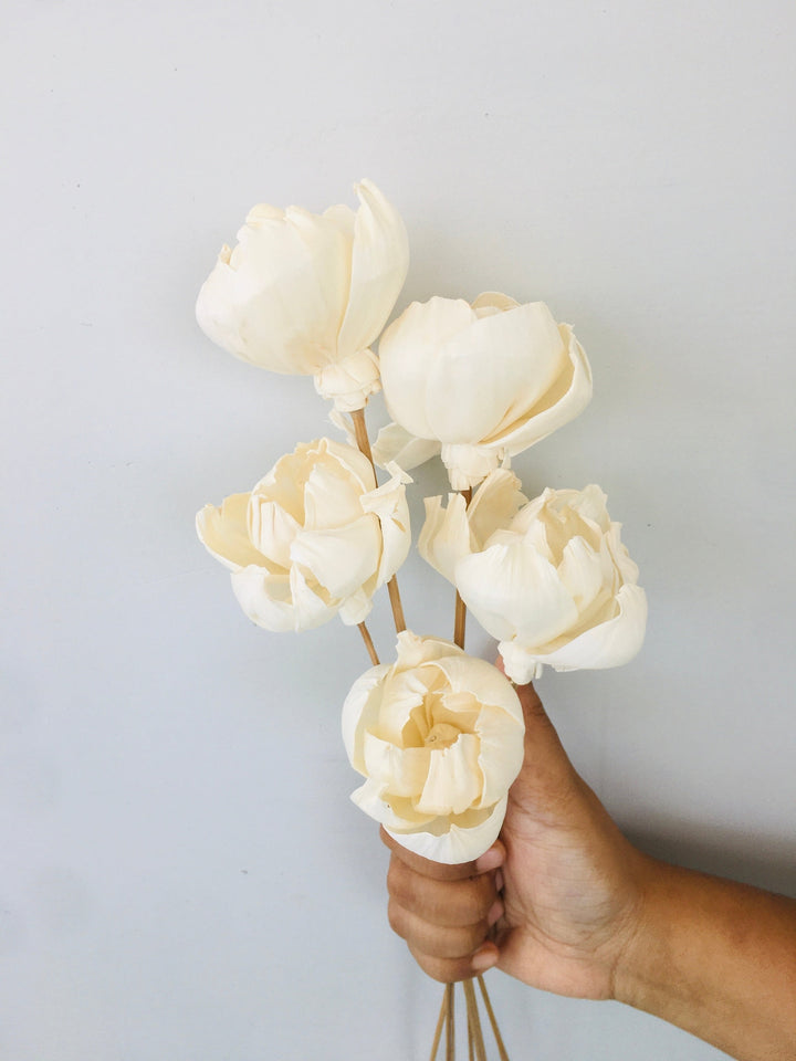 Tree Peony Sola Flower | 5pcs Vanchai