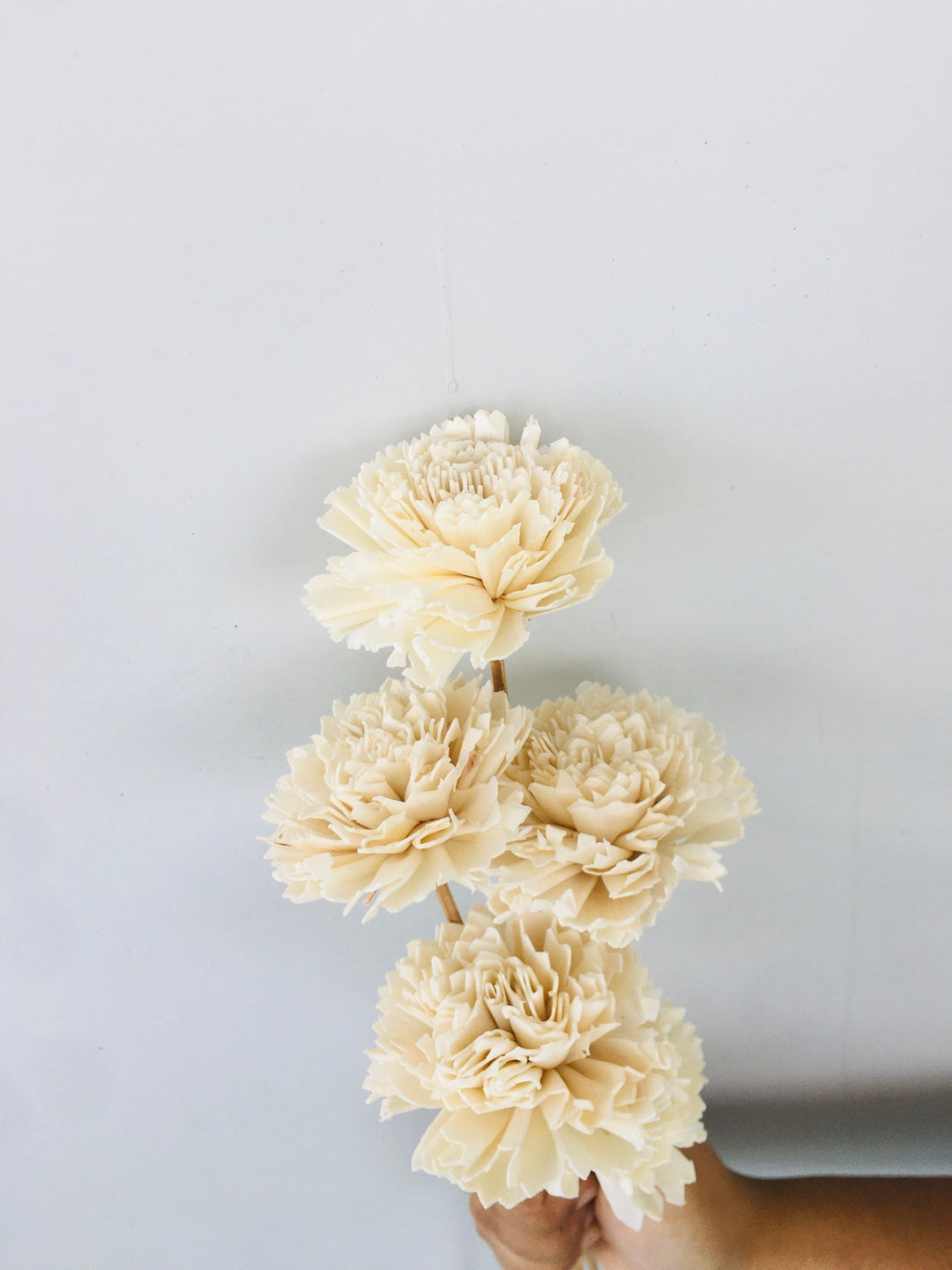 Carnation Sola Flower | 5pcs