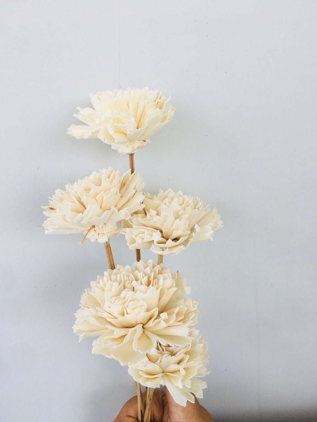 Carnation Sola Flower | 5pcs