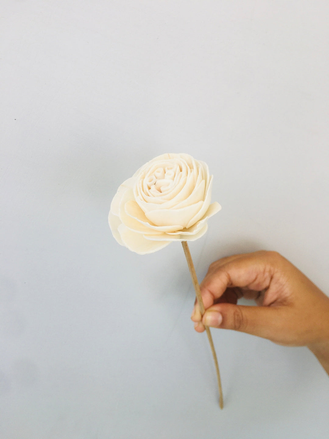 Twist Roses Sola Flower | 5pcs