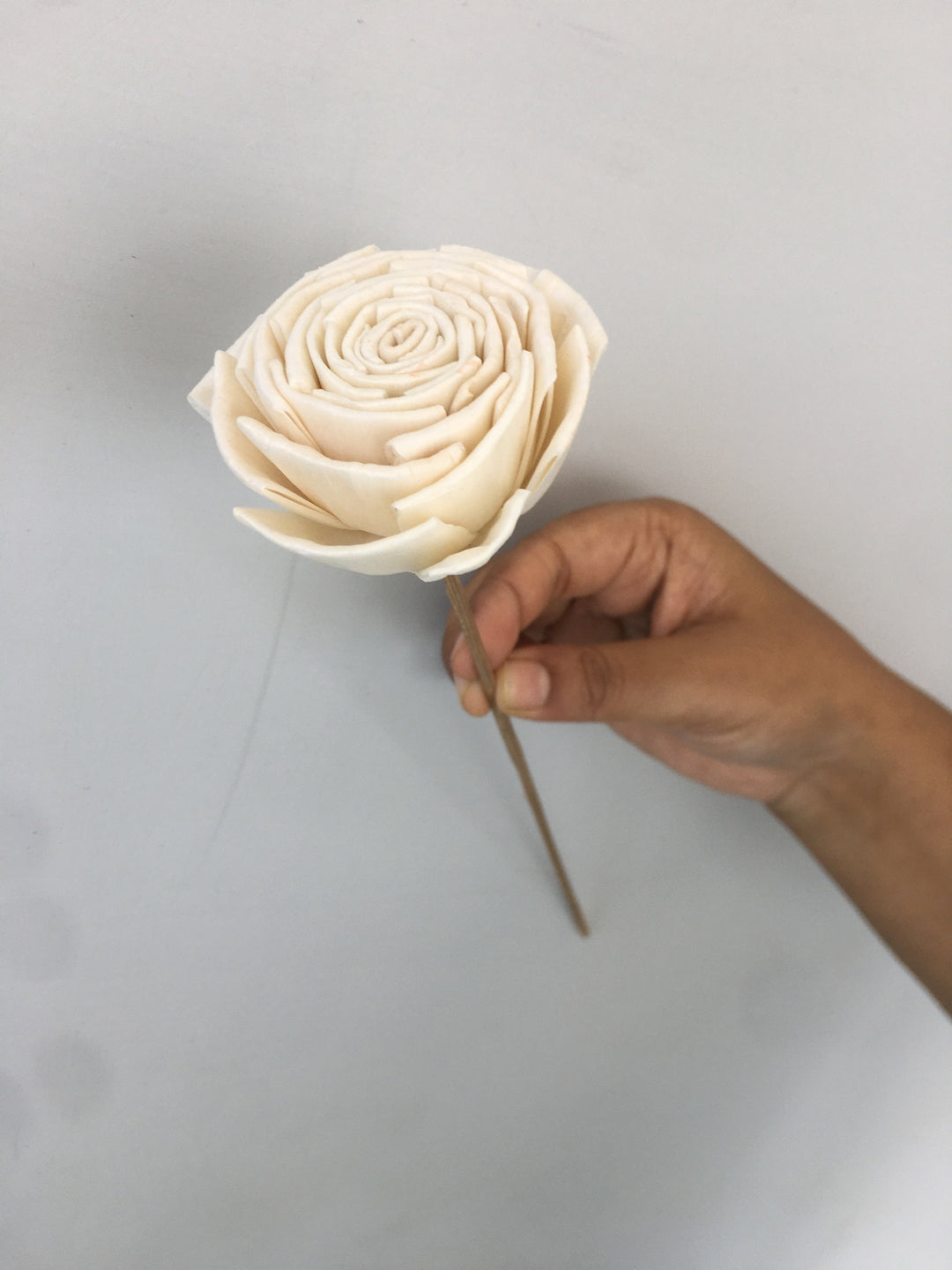 Bourbon Rose Sola Flower | 5pcs Vanchai