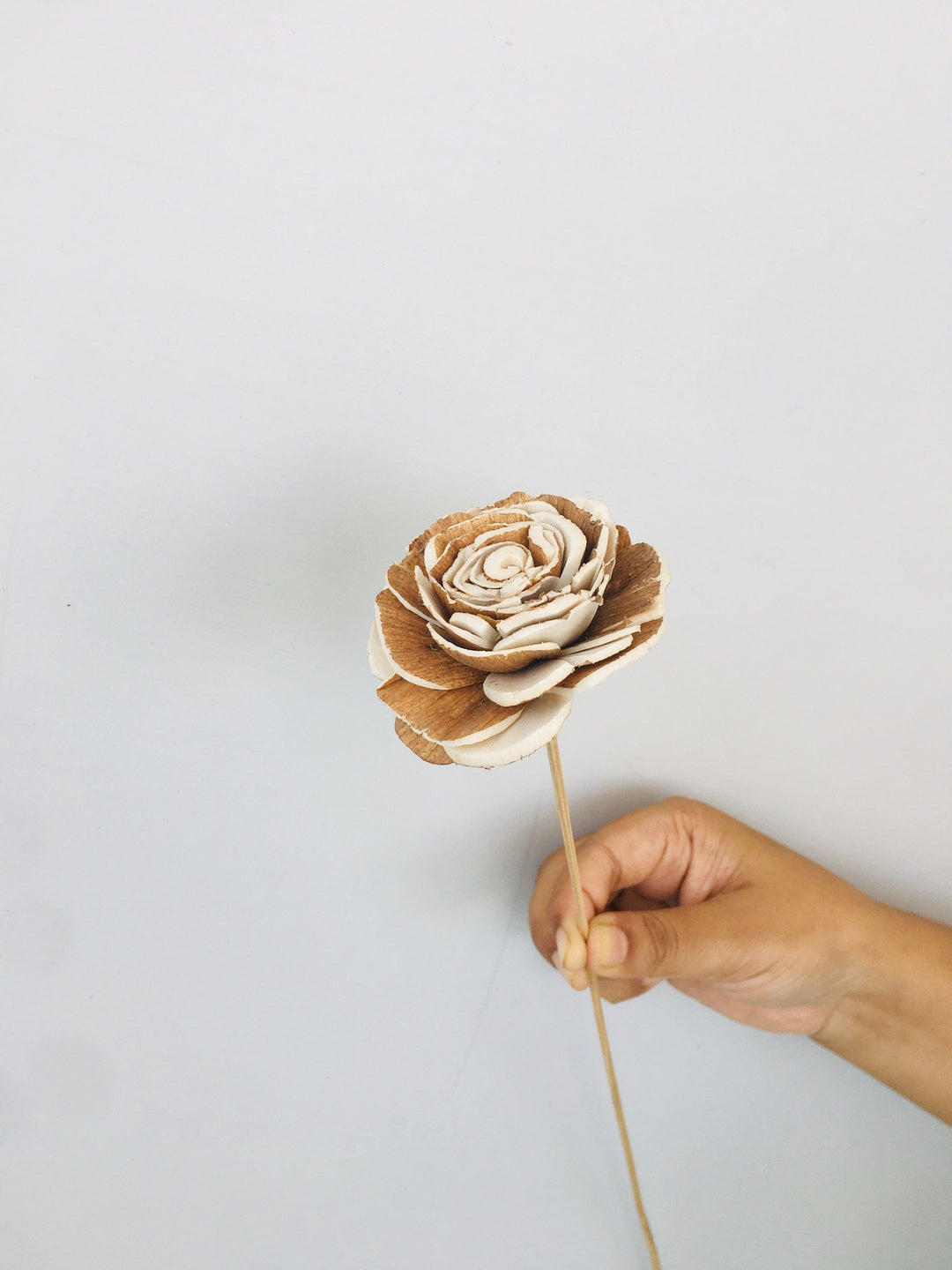 Almond Rose Sola Flower | 5pcs