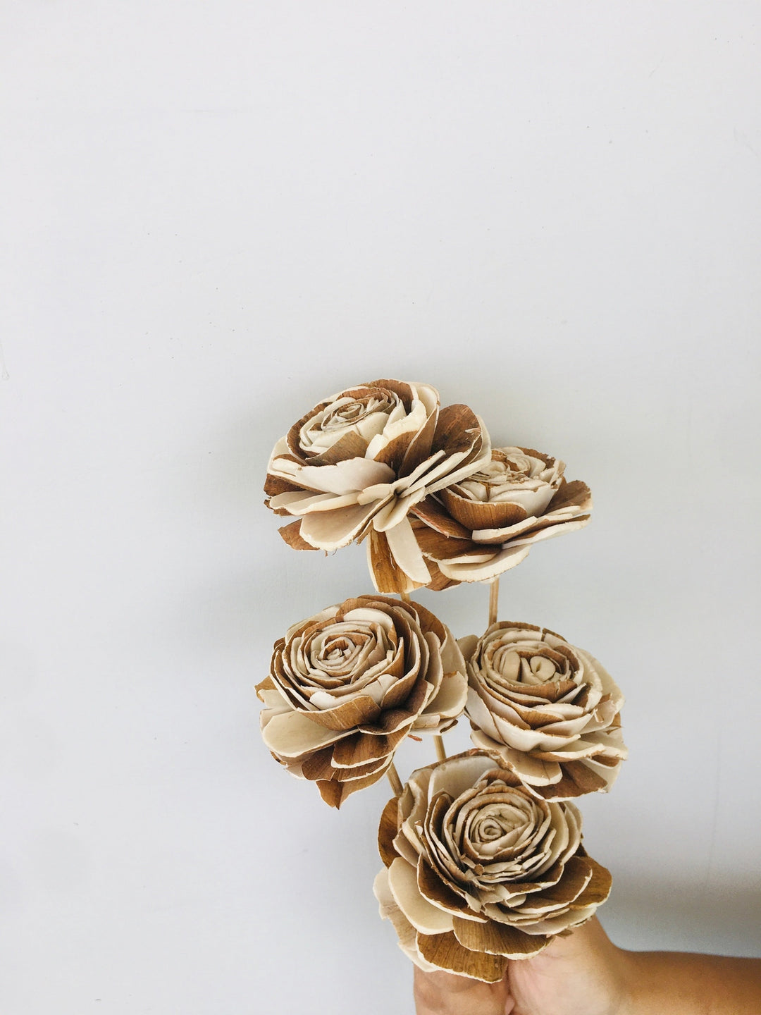 Almond Rose Sola Flower | 5pcs