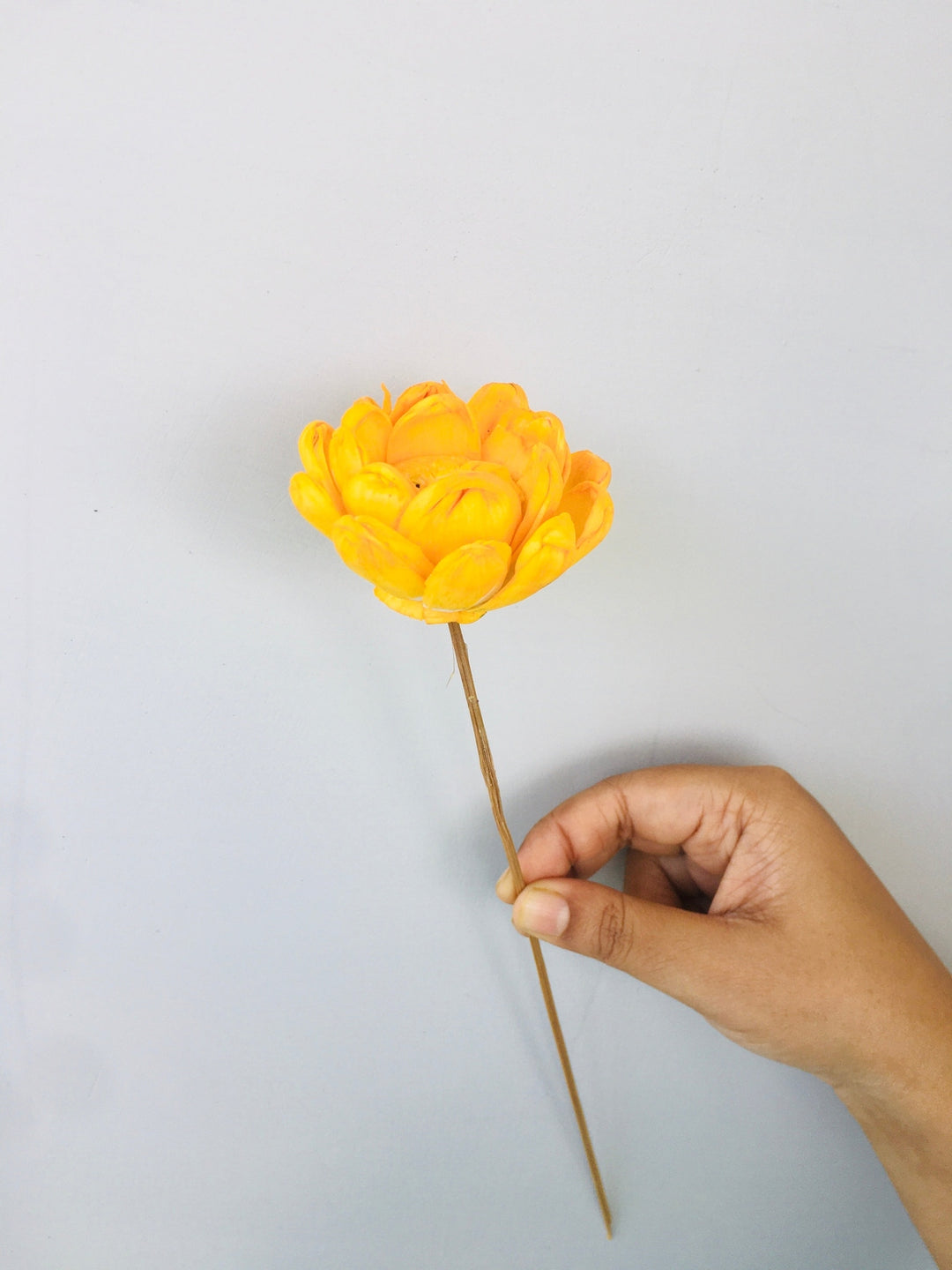 Marigold Yellow Sola Flower | 5pcs