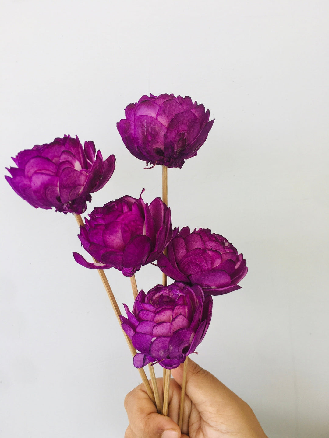 Ombre Sola Flower | 5pcs