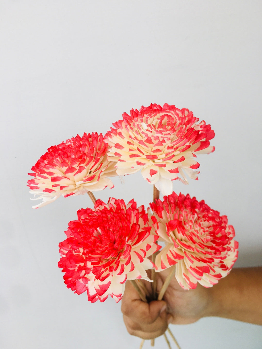 Scarlet Red Sola Flower | 5pcs Vanchai