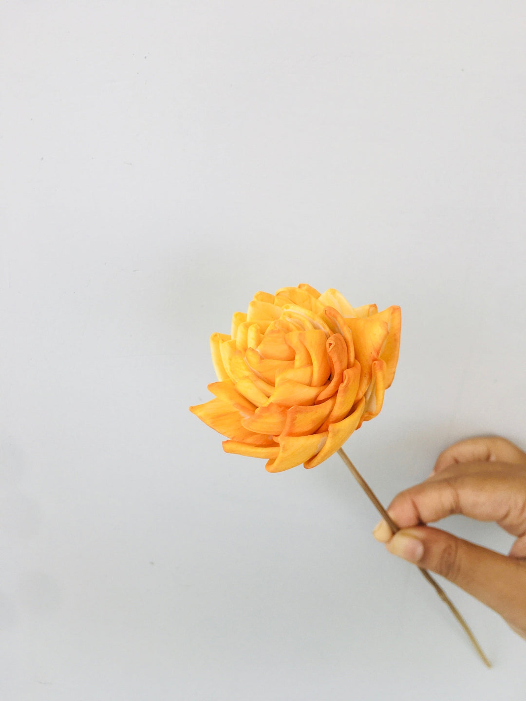 Ombre Sola Flower | 5pcs Vanchai