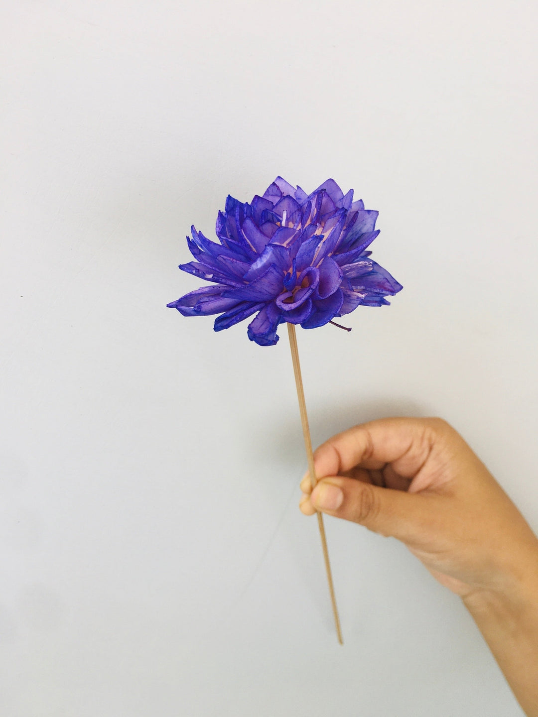 Ombre Mauve Dahlia Sola Flower | 5pcs