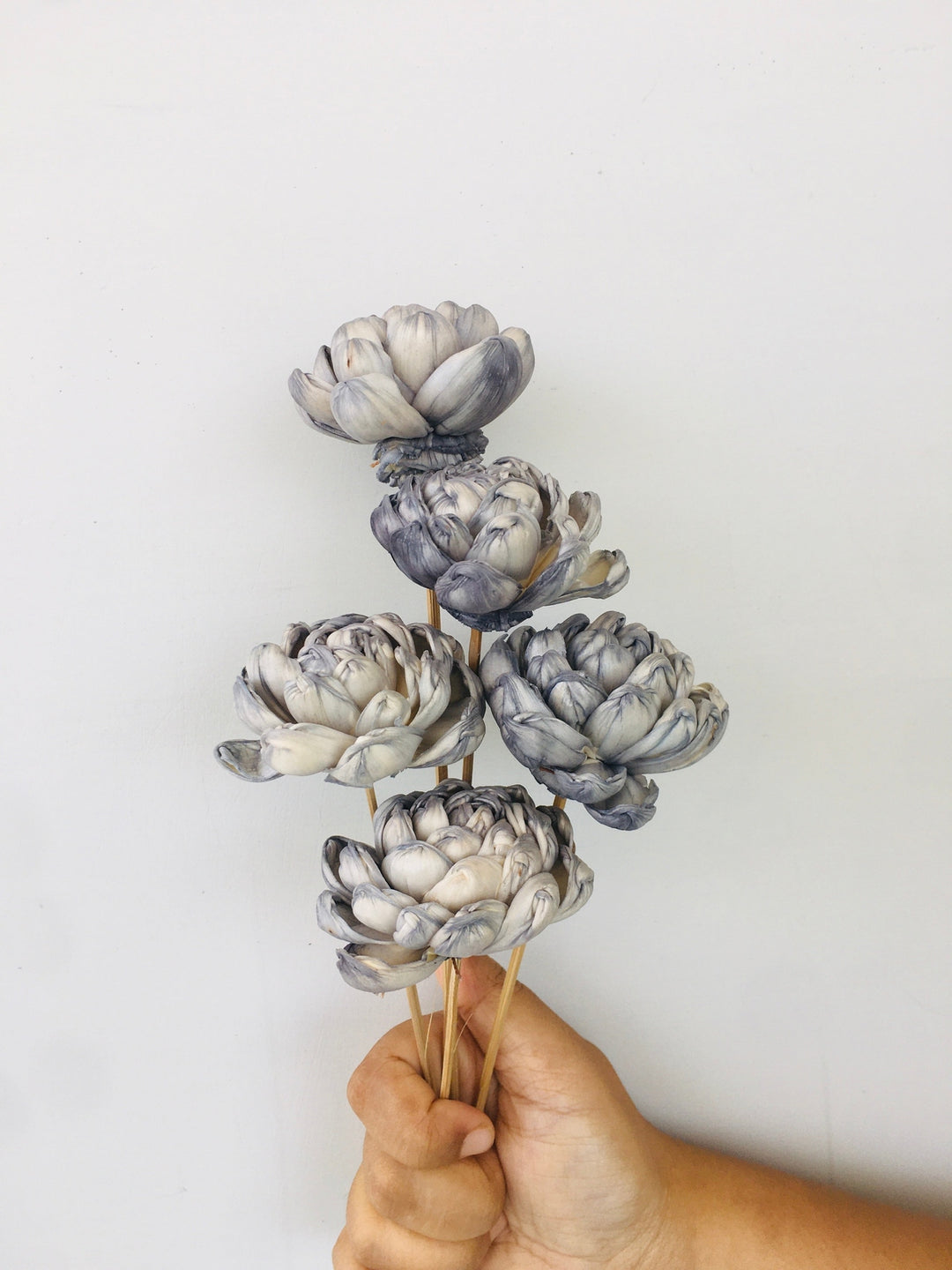 Chambray Sola Flower | 5pcs Vanchai