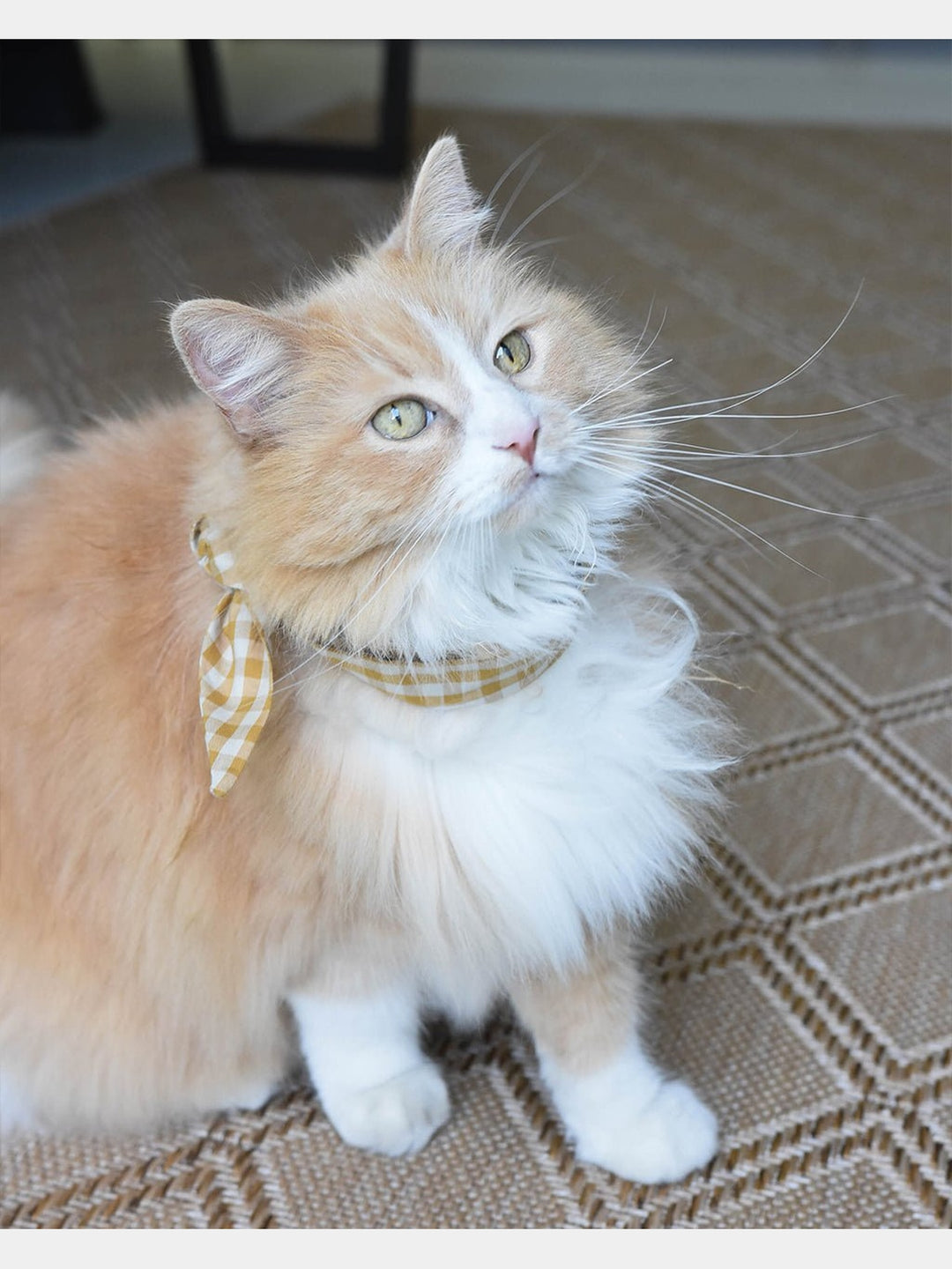 PetsADVENTURE NECKTIEMODERNBEAST