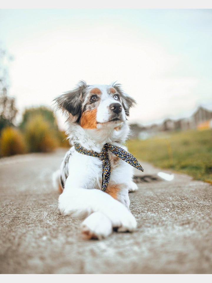 PetsADVENTURE NECKTIEMODERNBEAST