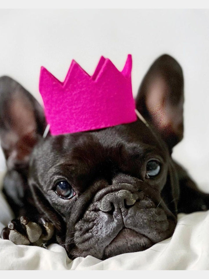 PetsBRIGHT PARTY CROWNSMODERNBEAST