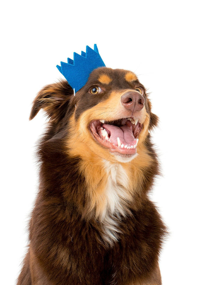 PetsBRIGHT PARTY CROWNSMODERNBEAST