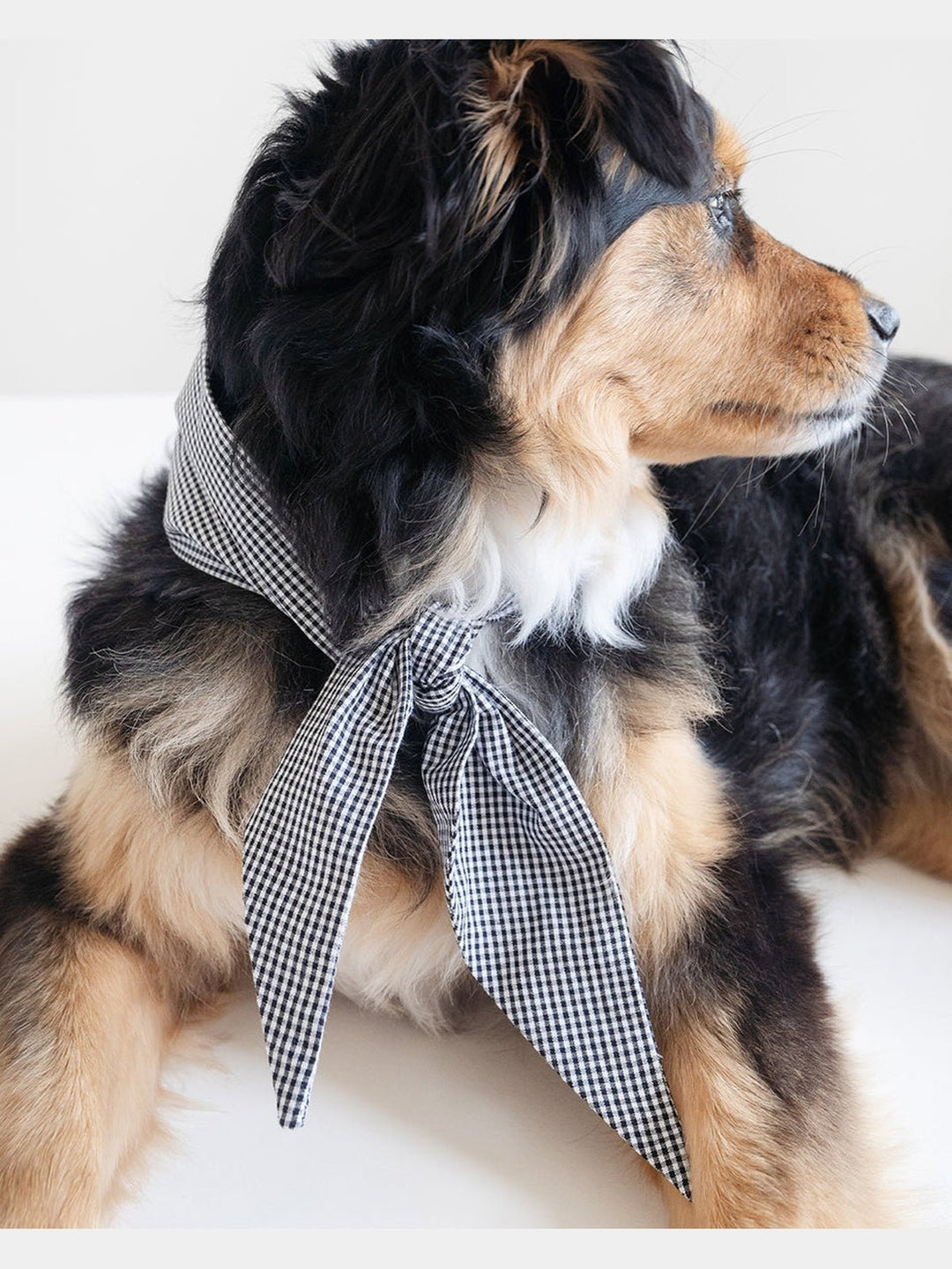 PetsCLASSIC NECKTIEMODERNBEAST