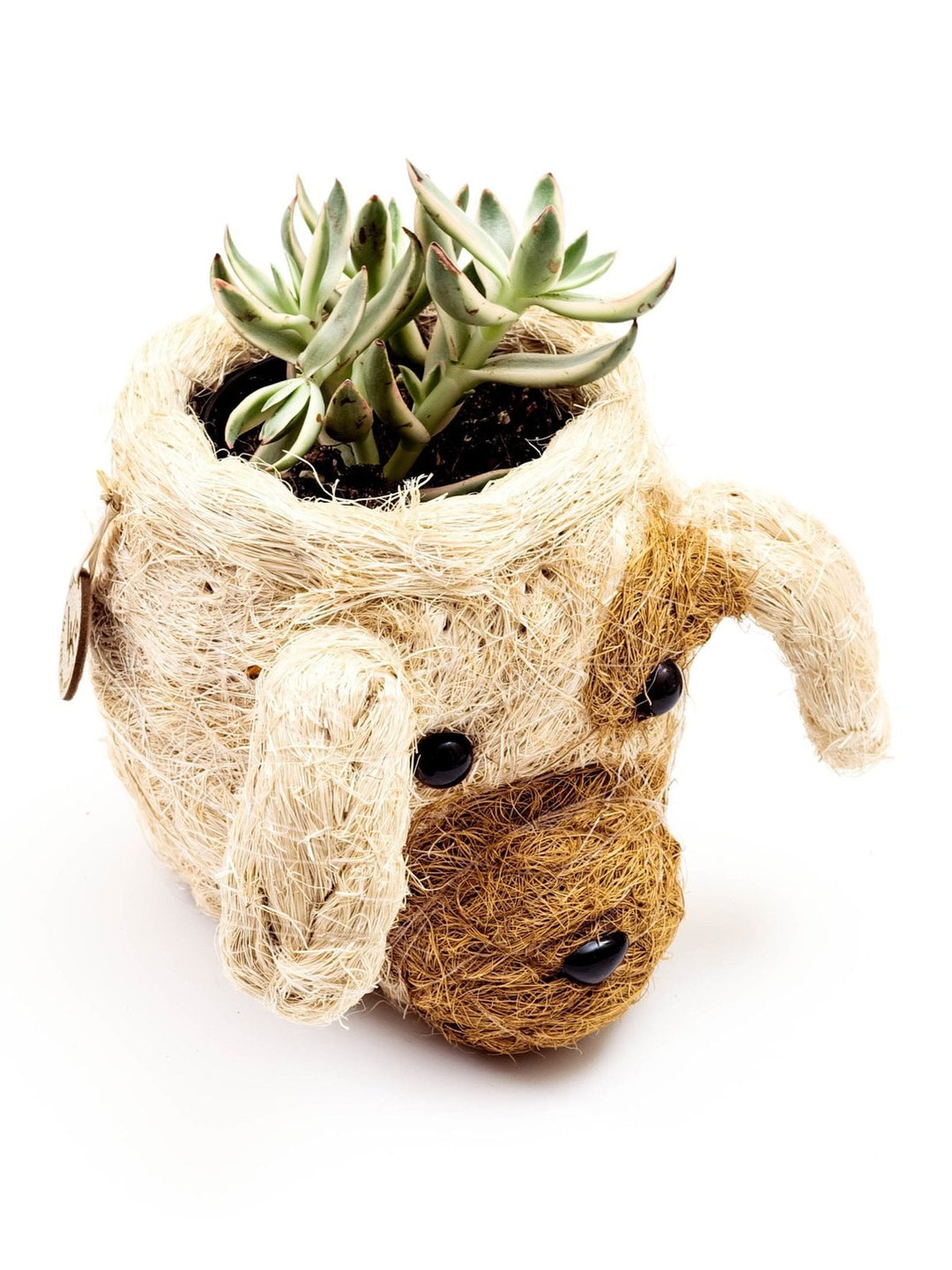 Home DecorDog Succulent Planter - Animal Head Plant Pot | LIKHÂLIKHÂ