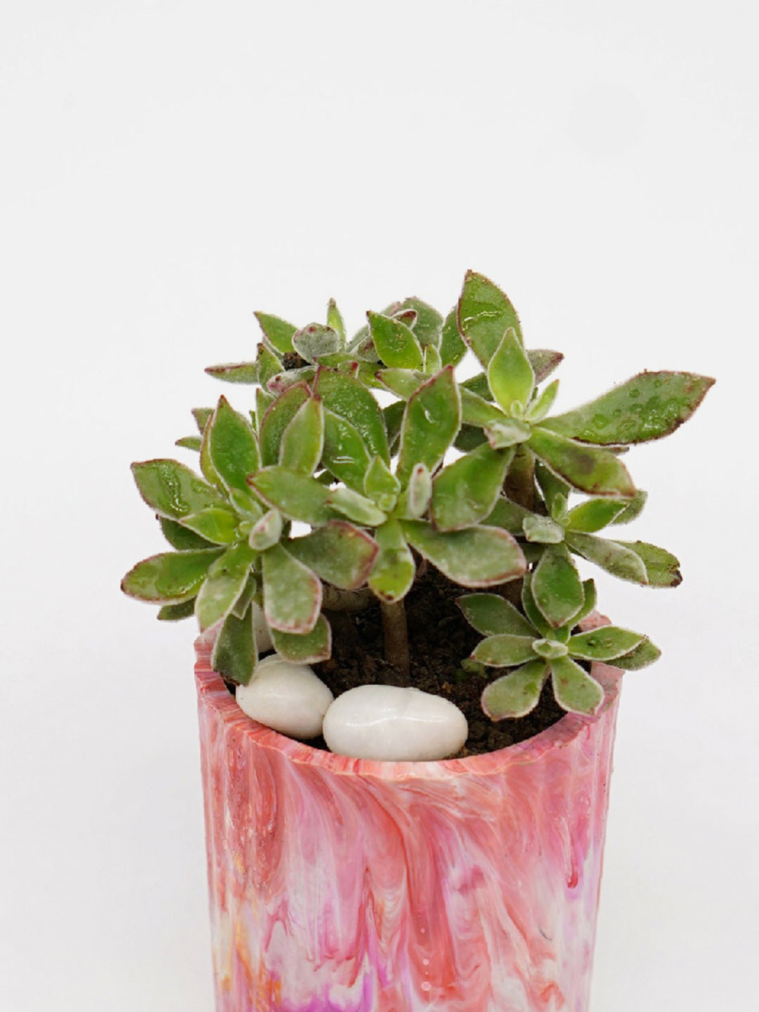 Home DecorECO-POTS Planter CoralMinus Degre