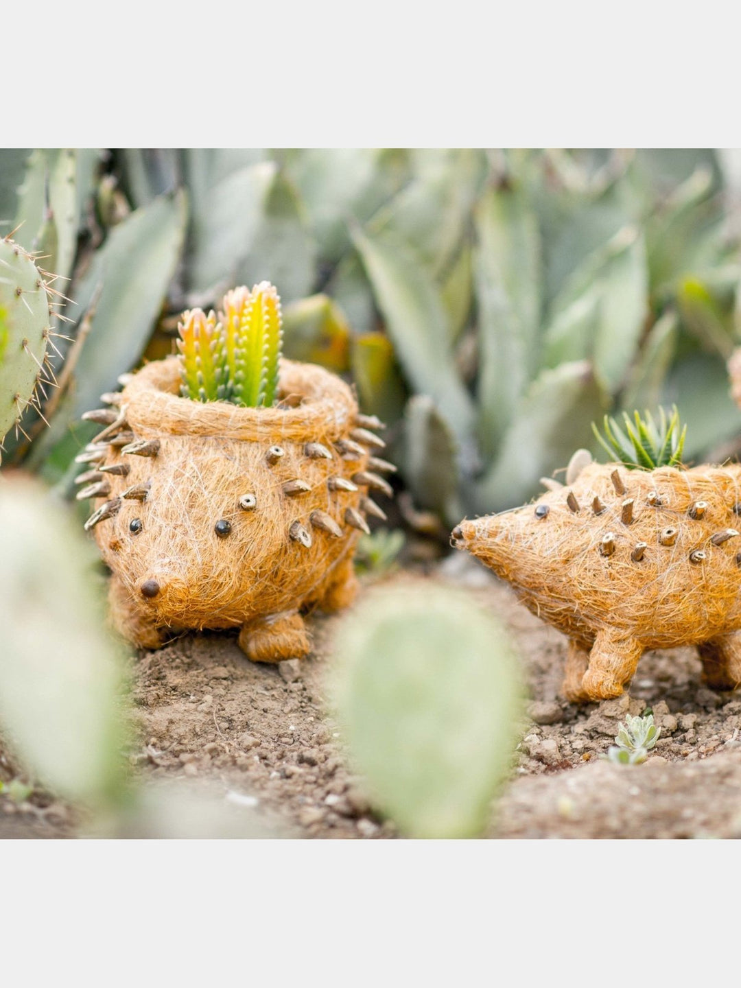 Home DecorHedgehog Planter - Coco Planter| LIKHÂLIKHÂ