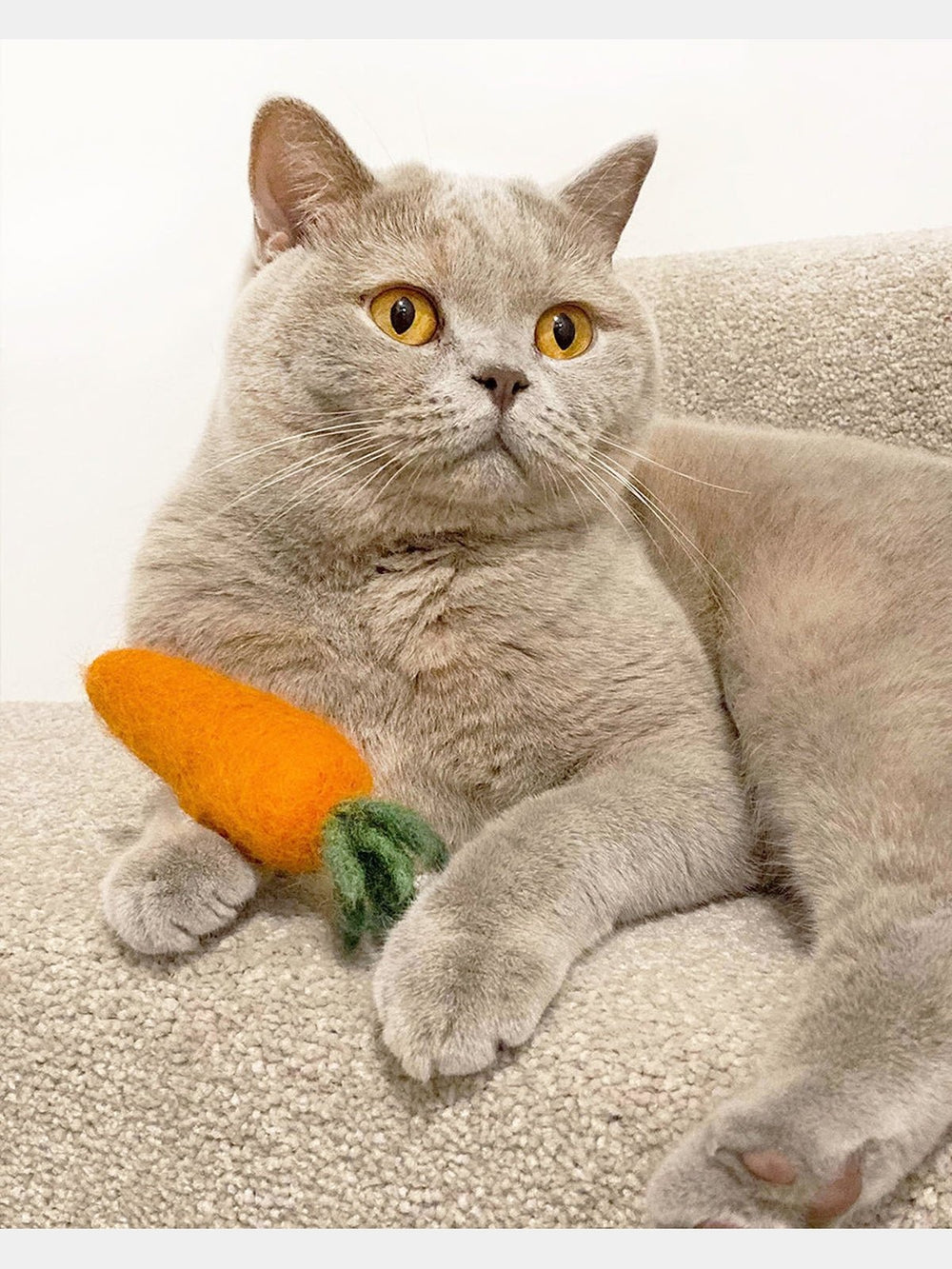 PetsKITTY CARROTMODERNBEAST