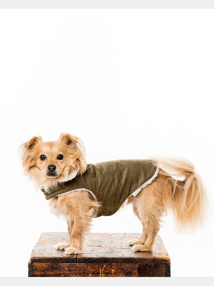 PetsMODERN CLASSIC COATMODERNBEAST