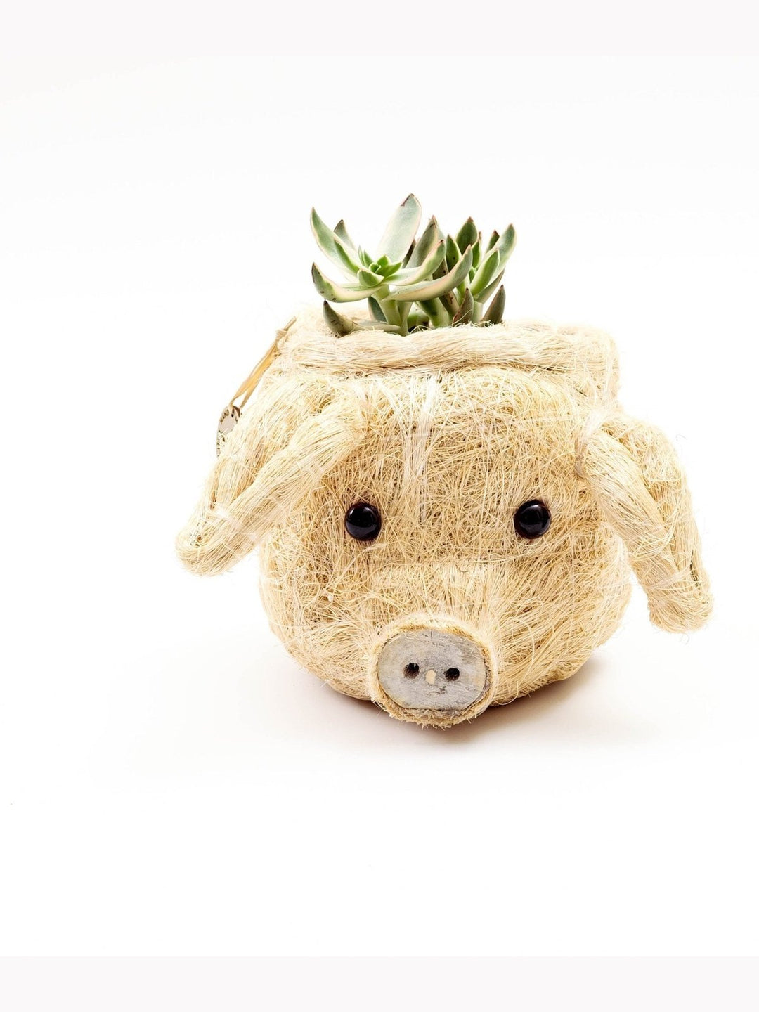 Home DecorPig Plant Pot - Animal Head Plant Pot | LIKHÂLIKHÂ