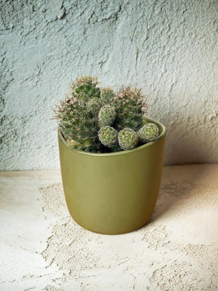 Home DecorPlanter Pot NaturalWithout®Flourish Planet