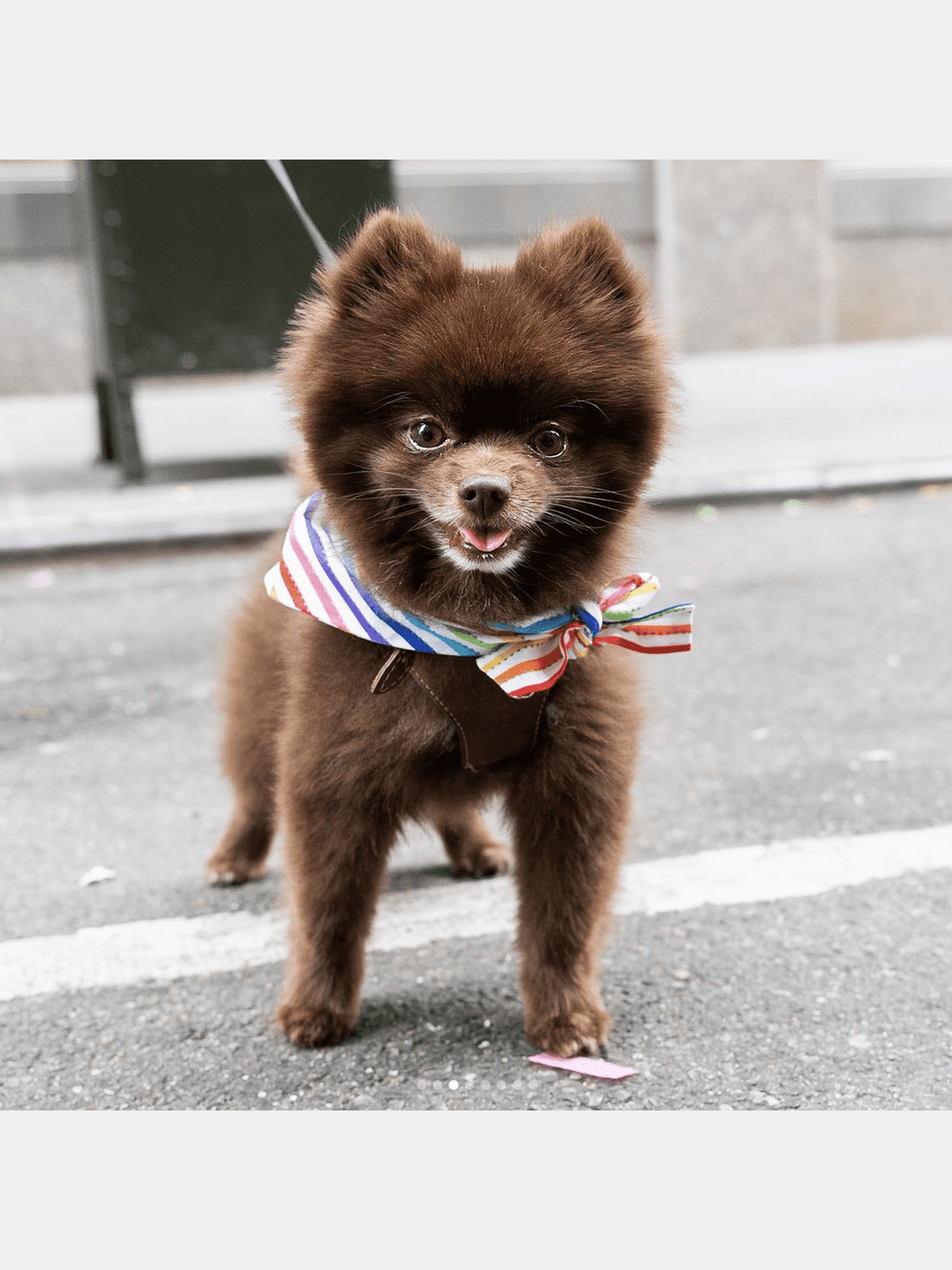 PetsPRIDE BANDANASMODERNBEAST