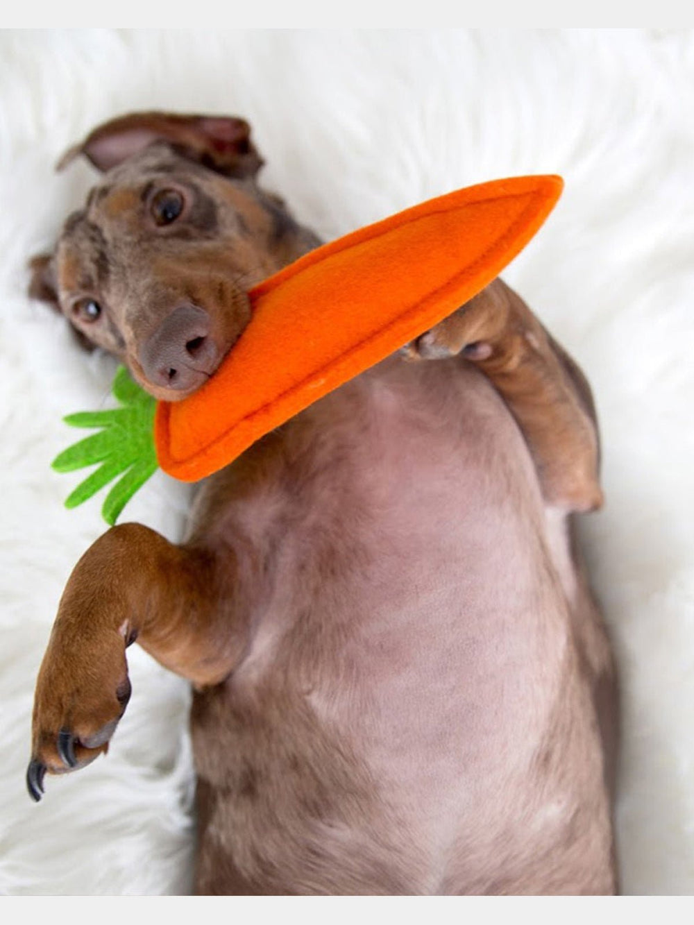 PetsPUPPY CARROTMODERNBEAST