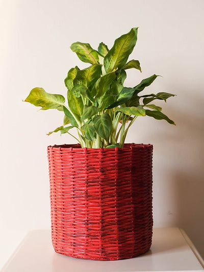 Home DecorPaper Weaved Planter RedPaperwings