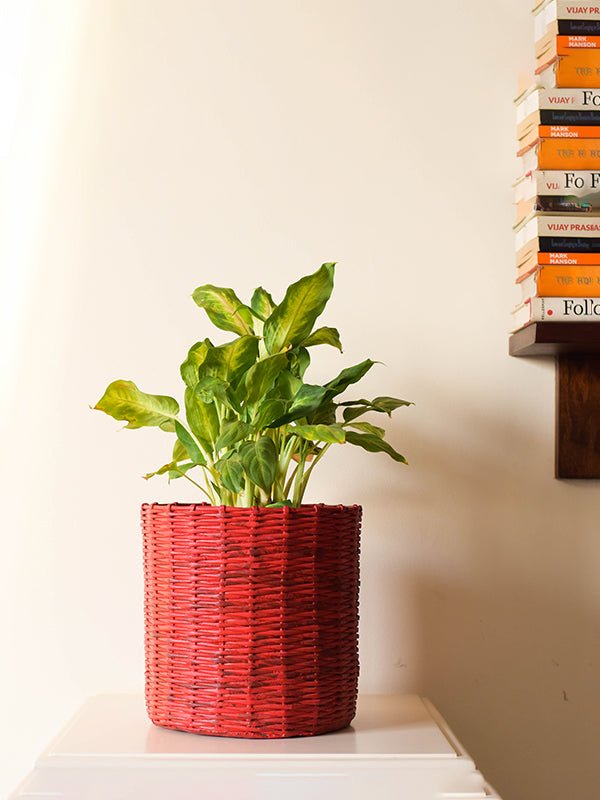 Home DecorPaper Weaved Planter RedPaperwings