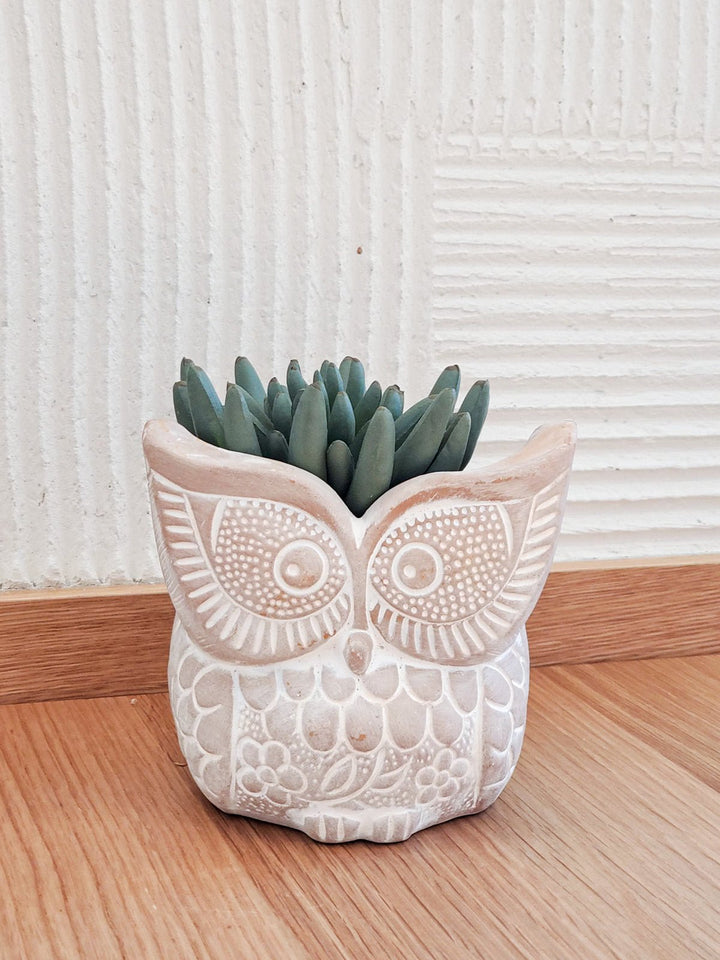 Home DecorTerracotta Pot - Big Eye OwlKorissa